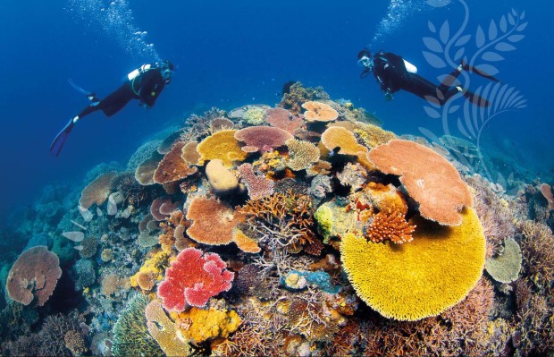 diving_experience-cairns_great_barrier_reef